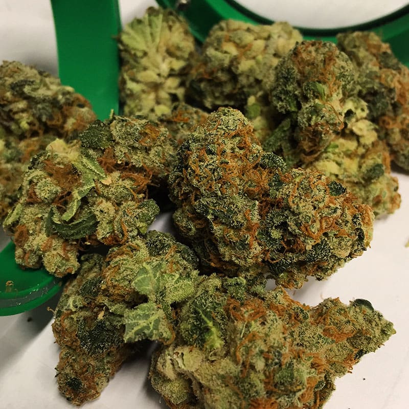 Raspberry Diesel flower grown by High Desert Relief