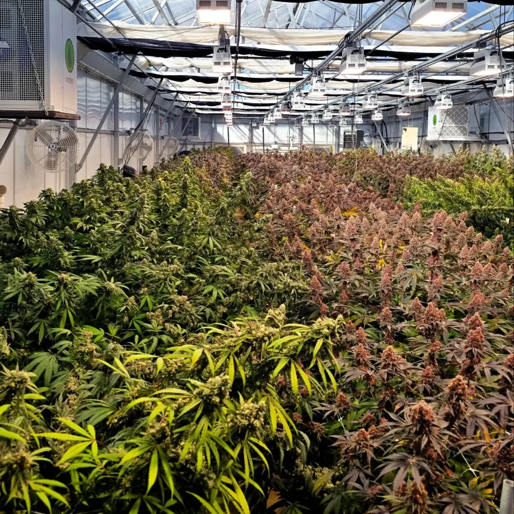 High Desert Relief: HDR Organic Greenhouse Flower