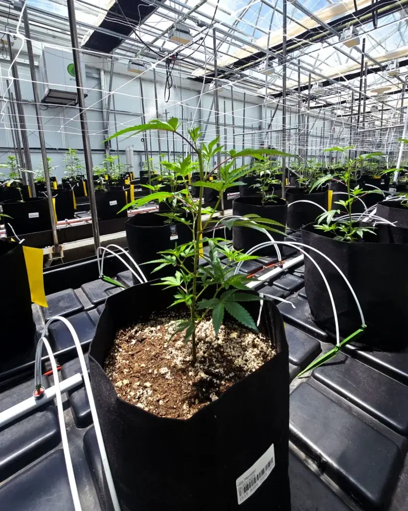 High Desert Relief: One week in the greenhouse.