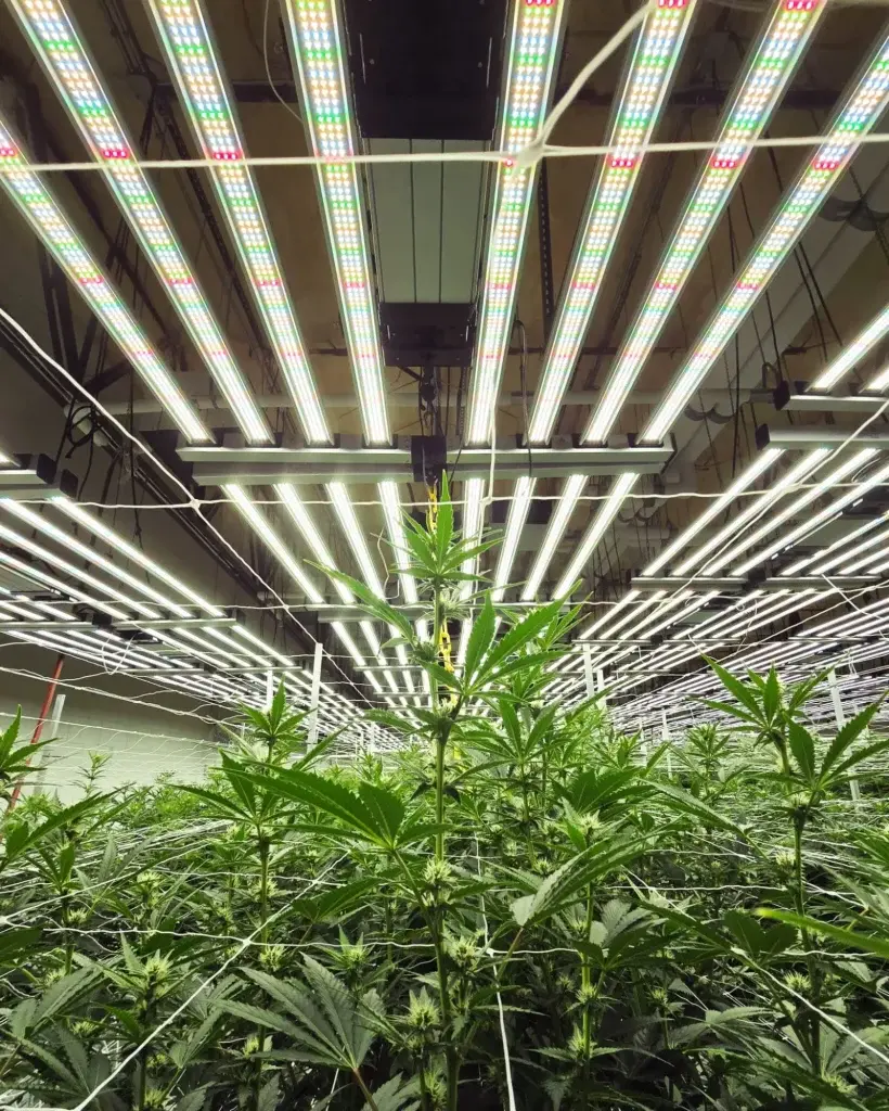 High Desert Relief: Praying Plants: What Does it Really Mean?