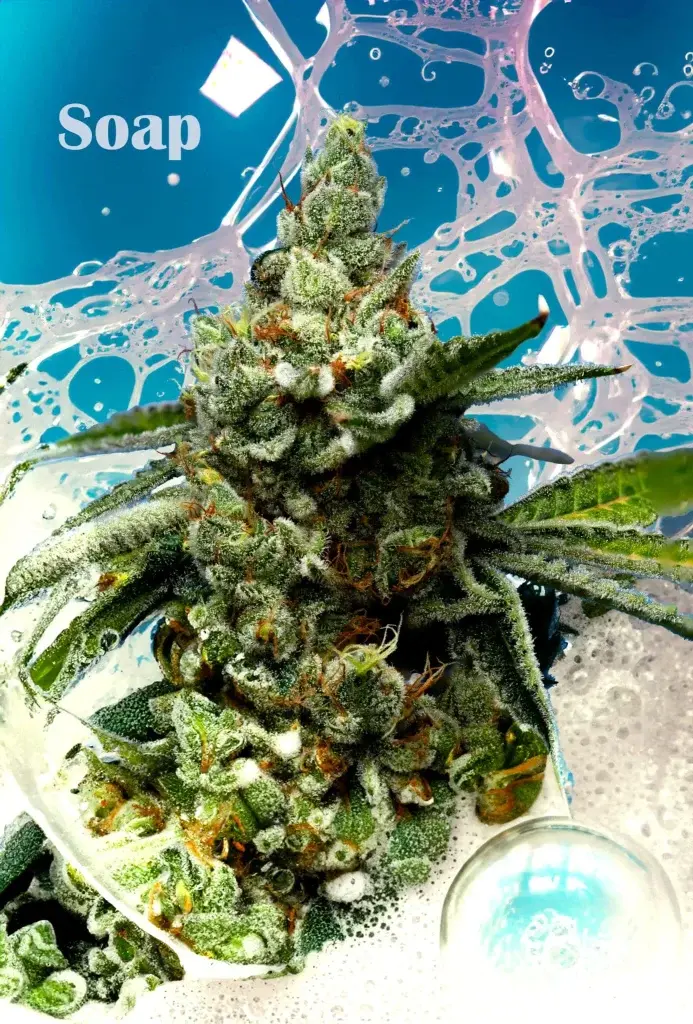 High Desert Relief: Grower’s Choice: Sativa