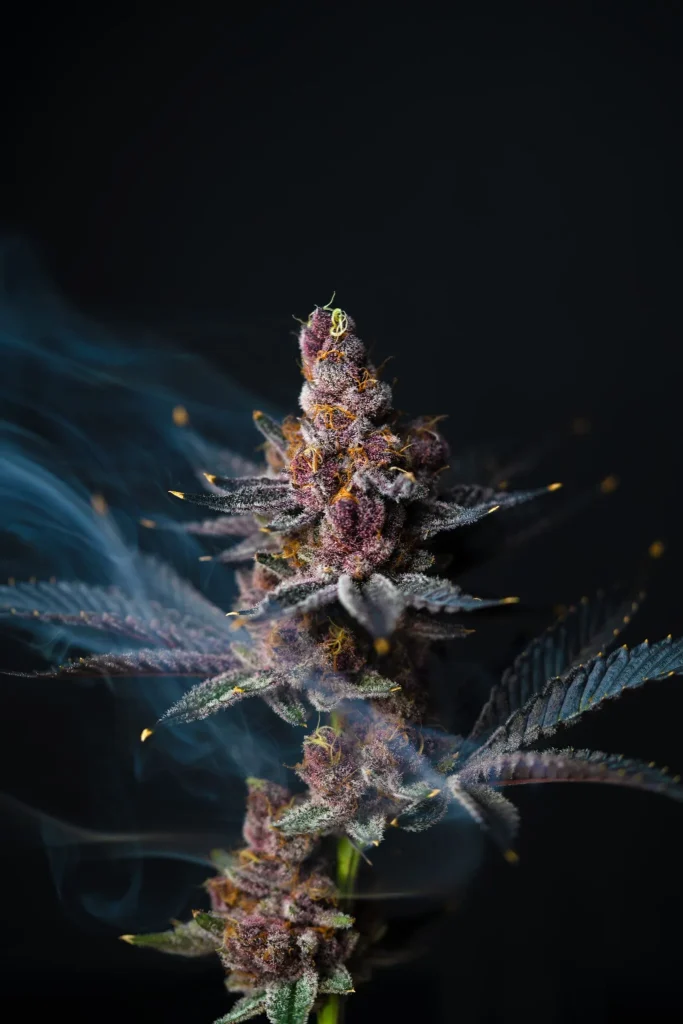 High Desert Relief: Is this the most beautiful strain of them all?