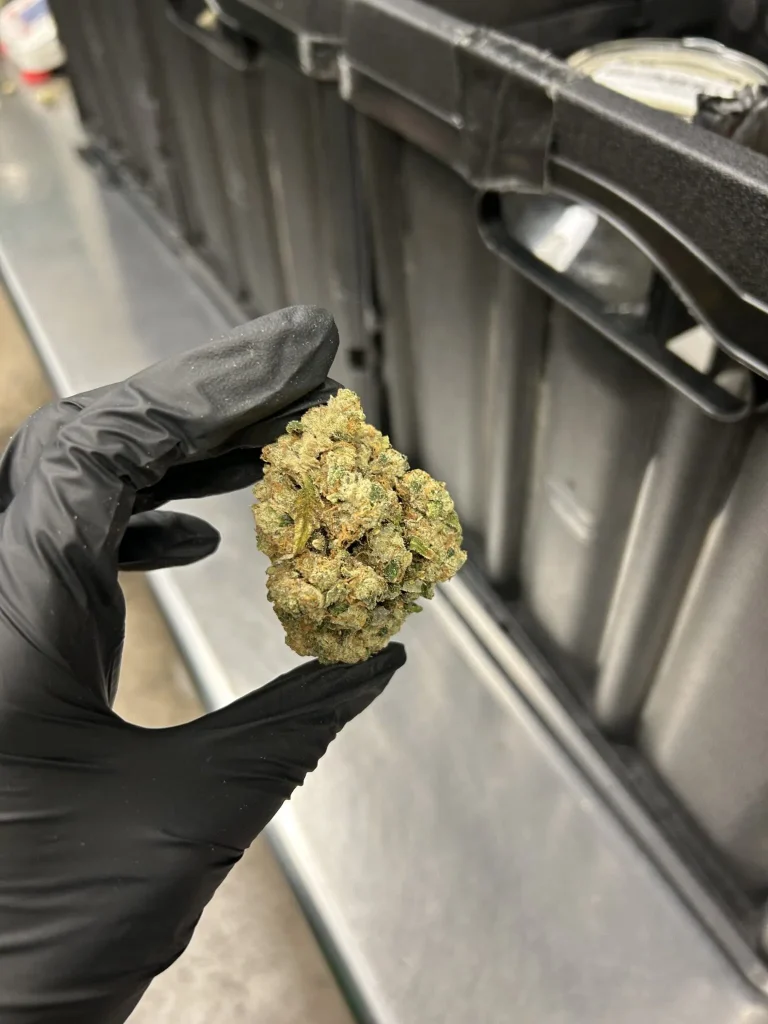 High Desert Relief: BIG BUD!