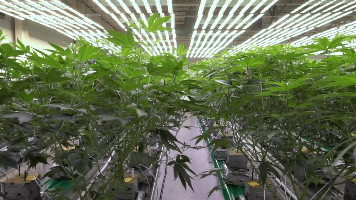 Rows of cannabis plants under LED lights in the High Desert Relief indoor grow in New Mexico
