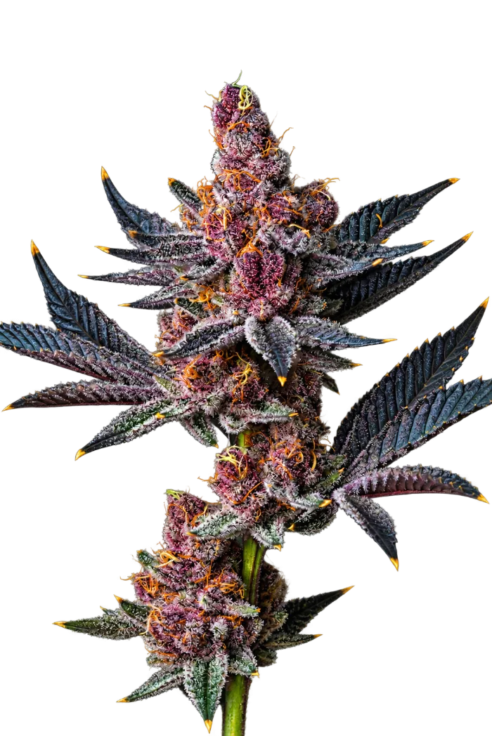 Trop Cherry cannabis bud with purple leaves and orange hairs, grown by High Desert Relief in New Mexico