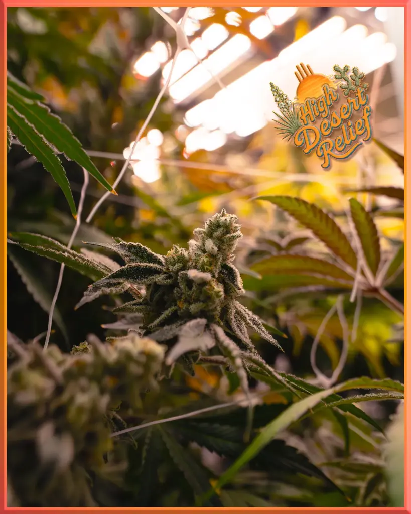 Cap Junky cannabis flower in a High Desert Relief indoor grow room, available at HDR dispensaries in Albuquerque and Santa Fe