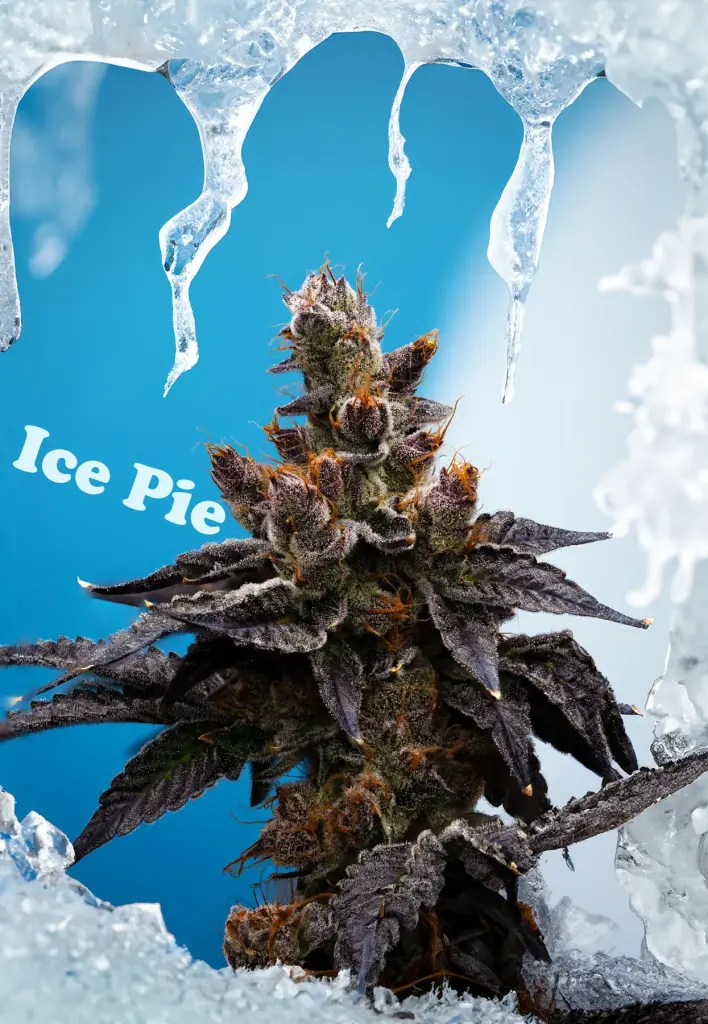Ice Pie cannabis flower grown indoors by High Desert Relief, New Mexico dispensary in Albuquerque, Santa Fe and Hobbs