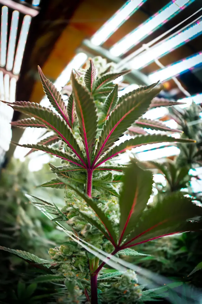 Cannabis fan leaves seen from under the canopy in the High Desert Relief indoor hydroponic grow, Bernalillo NM dispensary flower