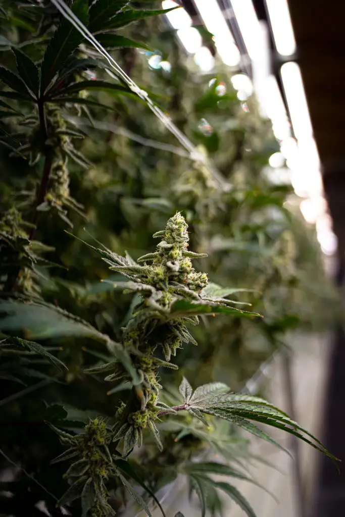 Cap Junky cannabis bud in the indoor canopy at High Desert Relief, flower for Albuquerque, Santa Fe and Hobbs