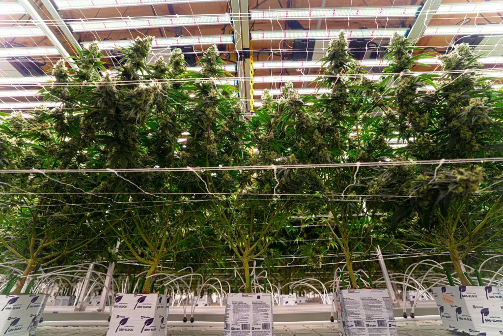 Indoor hydroponic SD x Kush Mints cannabis canopy under LED grow lights, High Desert Relief, Albuquerque NM