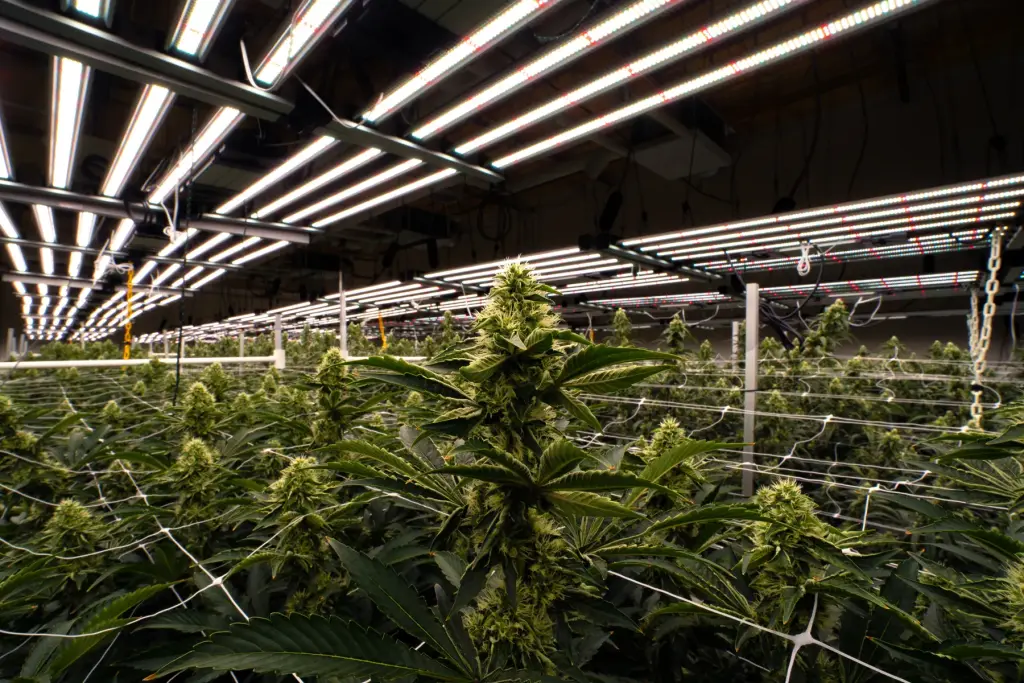 Louis XIII cannabis plants in full flower in a High Desert Relief indoor room, sold at Albuquerque and Santa Fe dispensaries