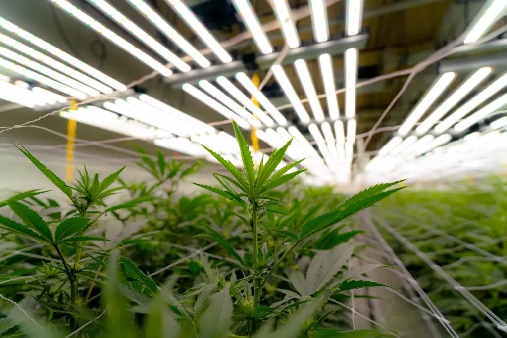 Young indoor cannabis plants in Room 4 reaching toward LED grow lights, High Desert Relief New Mexico