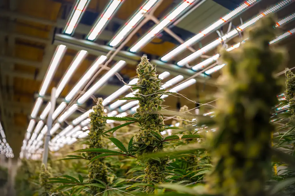 Saint Limon cannabis plant growing under LED lights in the High Desert Relief indoor hydroponic grow