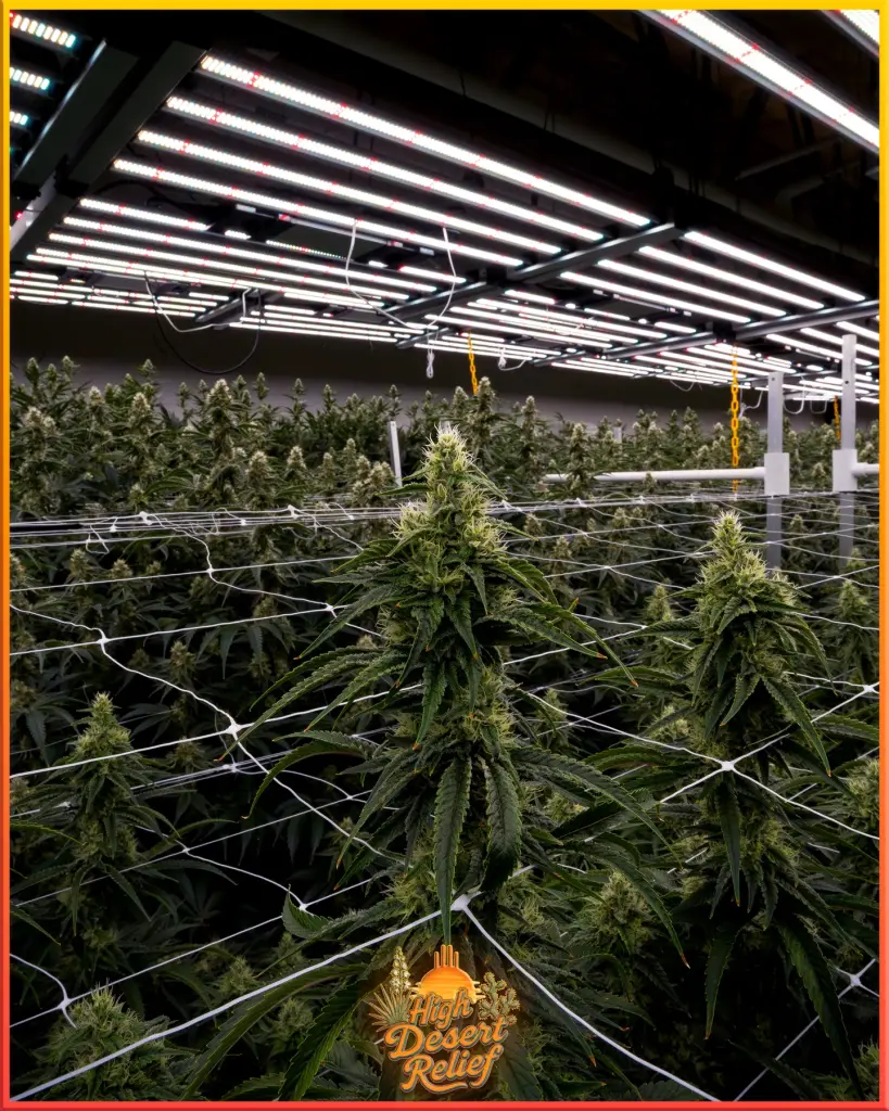 SD x Kush Mints cannabis plant in full flower, High Desert Relief indoor hydroponic grow, New Mexico