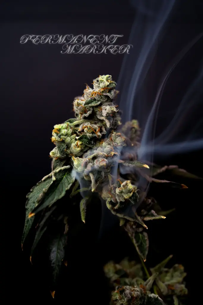 Permanent Marker cannabis flower from the High Desert Relief indoor grow, sold at Albuquerque and Bernalillo dispensaries