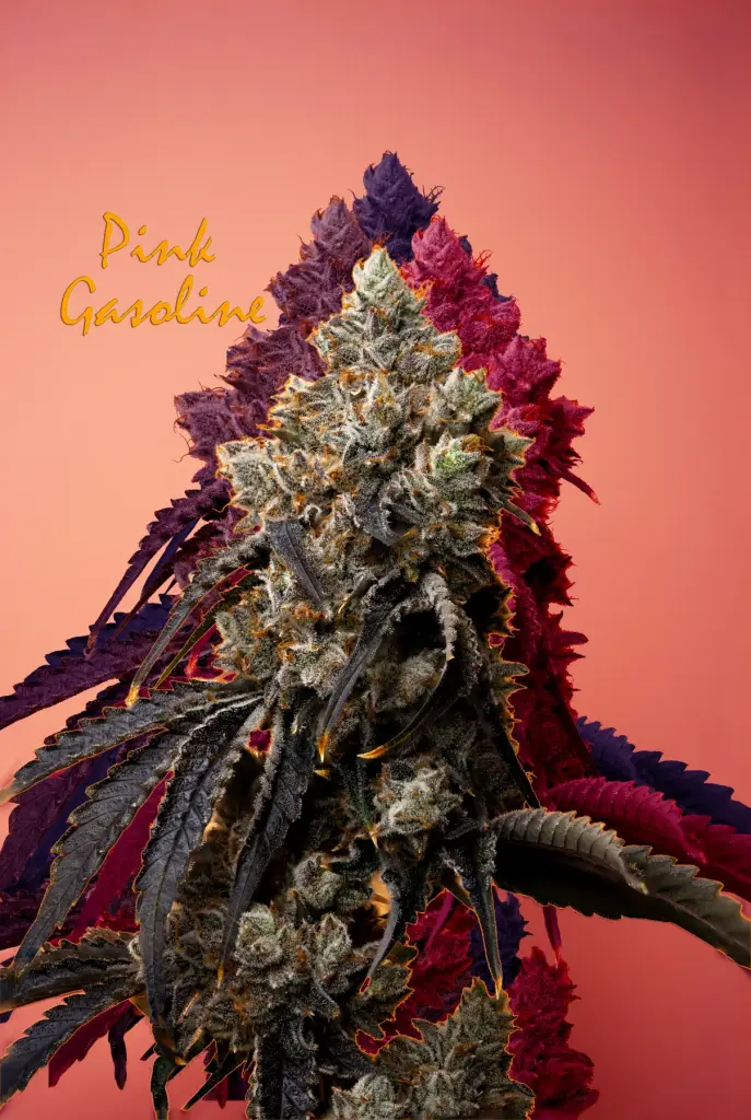 Purple Pink Gasoline cannabis bud grown indoors by High Desert Relief