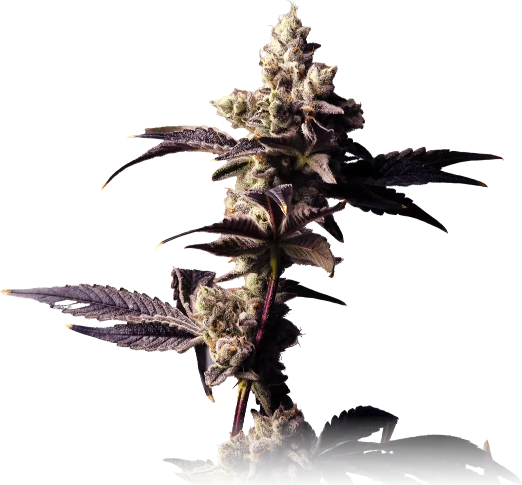 Bananaconda #4 cannabis flower from High Desert Relief, at our Hobbs, New Mexico dispensary