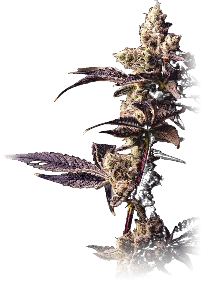Bananaconda #4 cannabis flower grown by High Desert Relief, New Mexico