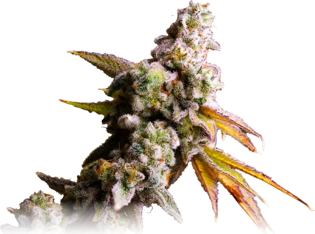 Cap Junky cannabis flower from High Desert Relief, at our Hobbs, New Mexico dispensary