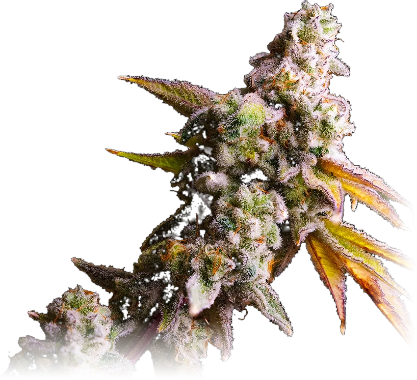 Cap Junky cannabis flower grown by High Desert Relief, New Mexico