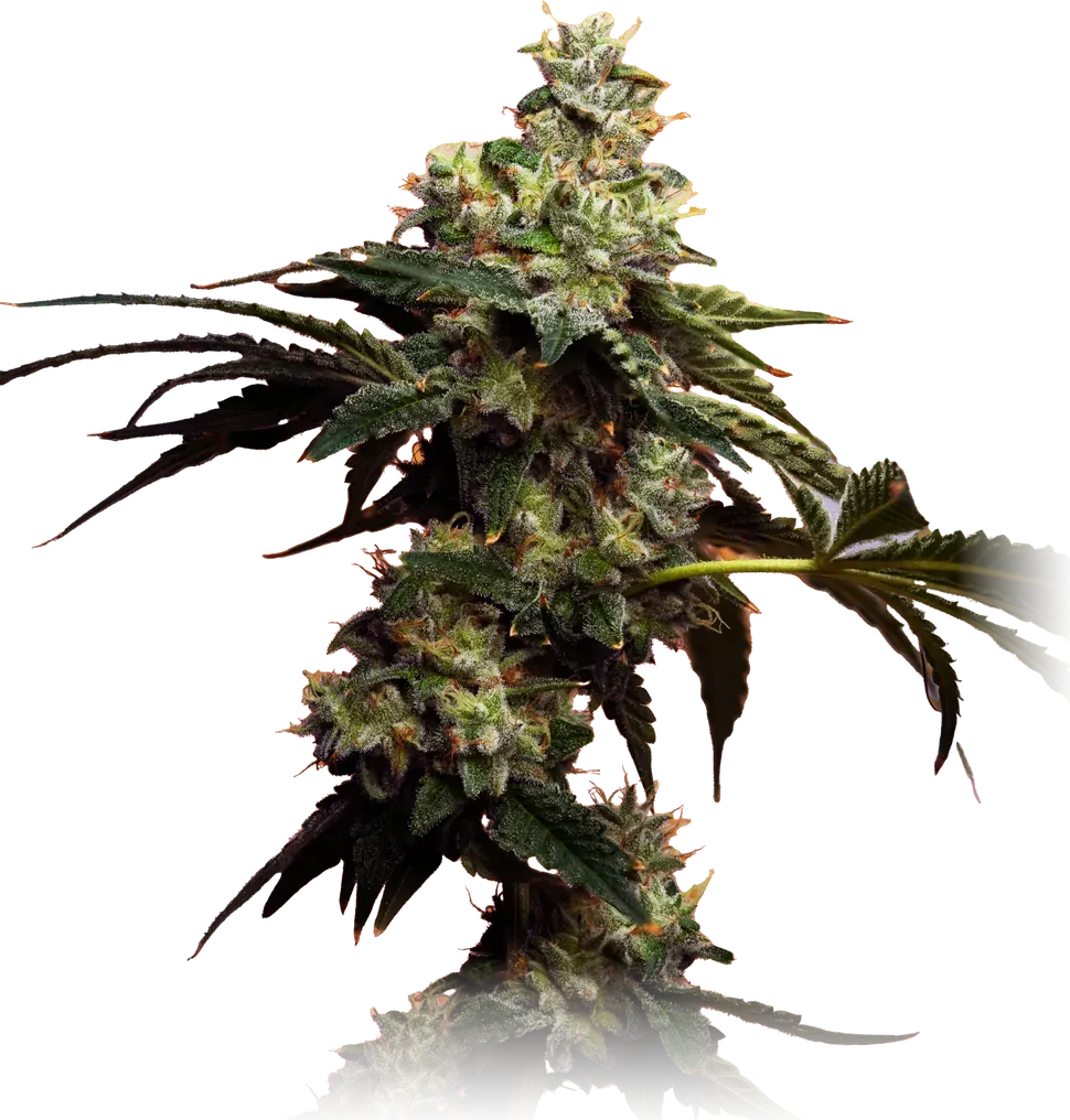 Cherry AK-47 cannabis flower from High Desert Relief, at our Bernalillo, New Mexico dispensary