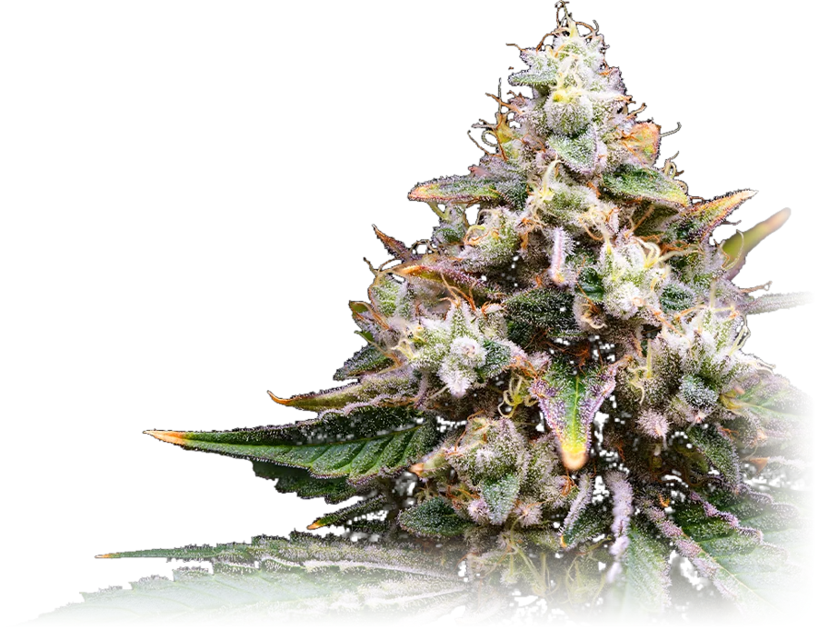 Cherry AK-47 cannabis flower grown by High Desert Relief, New Mexico