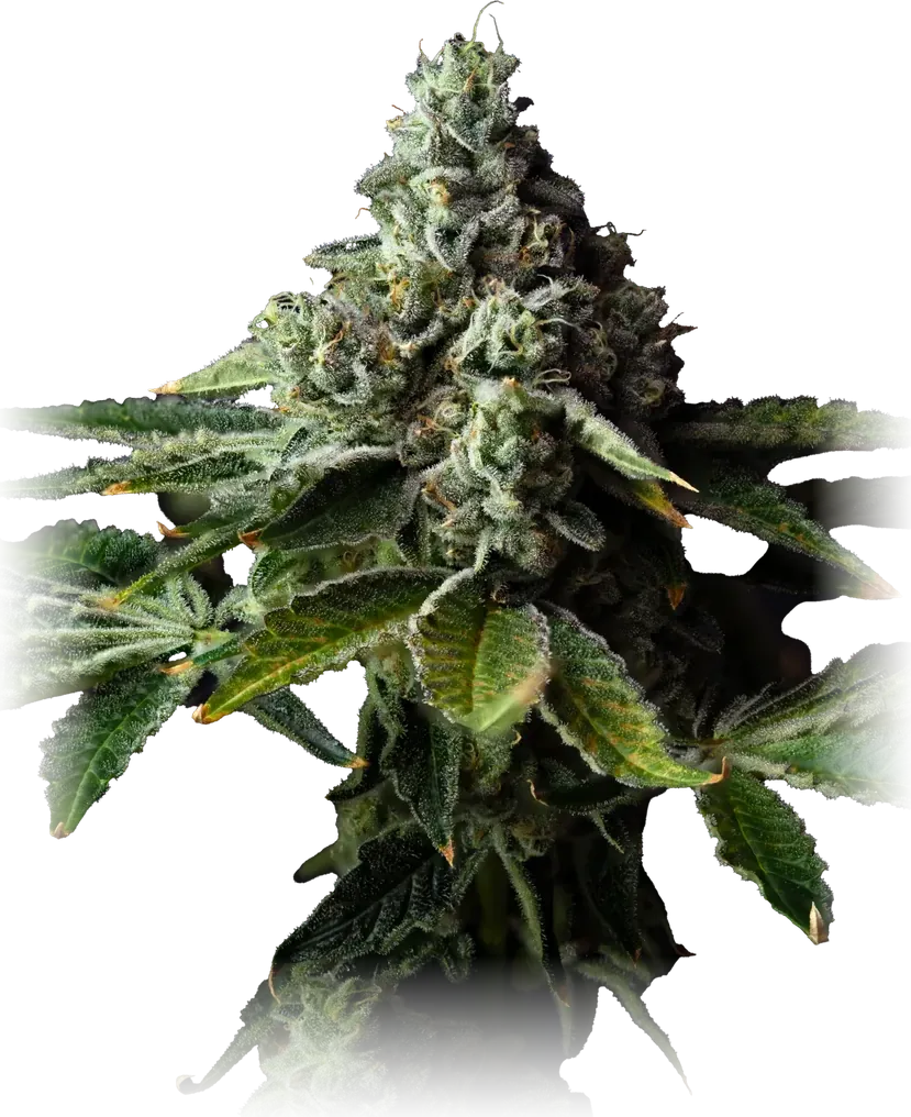 Desert Cheese cannabis flower from High Desert Relief, at our Hobbs, New Mexico dispensary