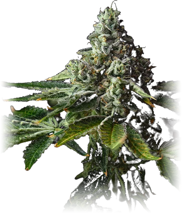 Desert Cheese cannabis flower grown by High Desert Relief, New Mexico