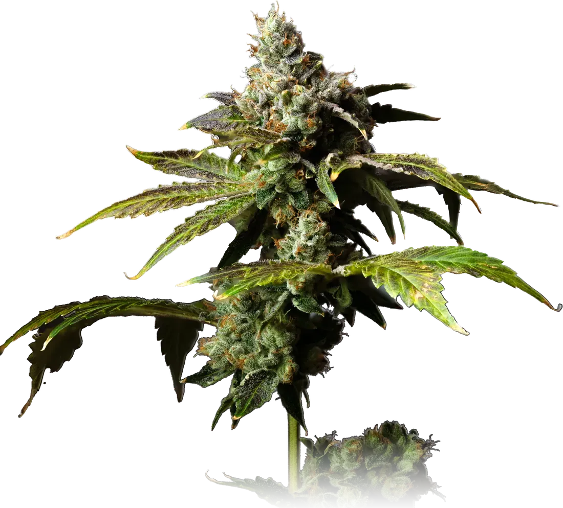 Ghost OG cannabis flower from High Desert Relief, at our Santa Fe, New Mexico dispensary