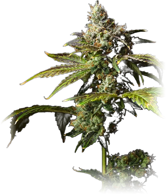 Ghost OG cannabis flower grown by High Desert Relief, New Mexico