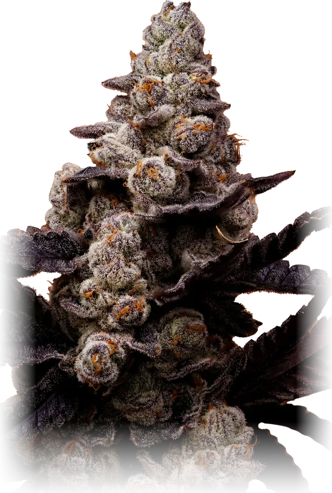 Gila Monster cannabis flower from High Desert Relief, at our Albuquerque, New Mexico dispensary