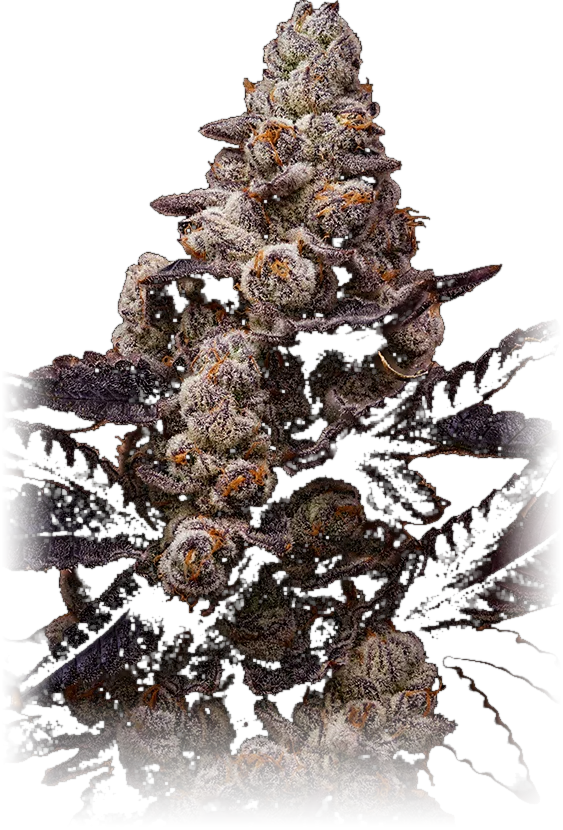 Gila Monster cannabis flower grown by High Desert Relief, New Mexico