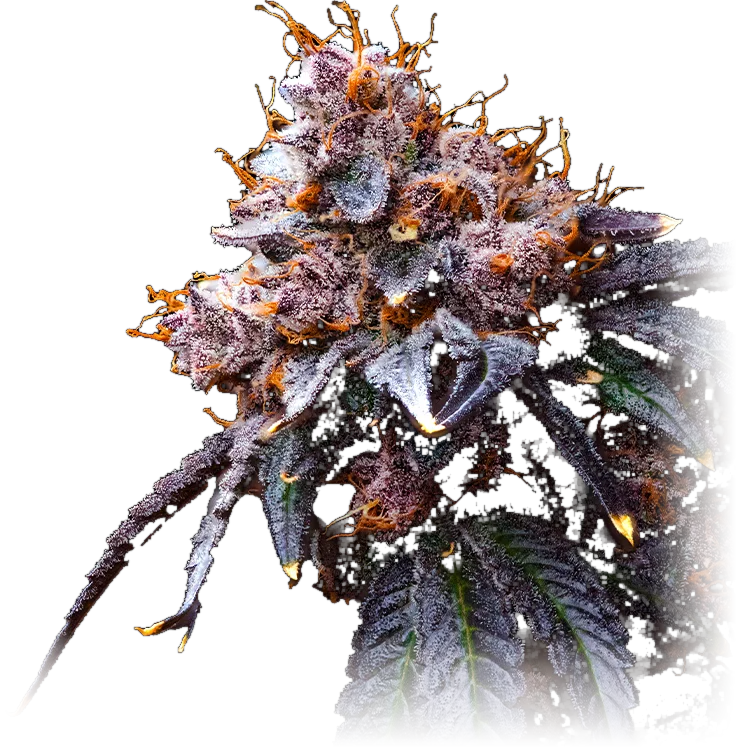 Ice Pie cannabis flower grown by High Desert Relief, New Mexico