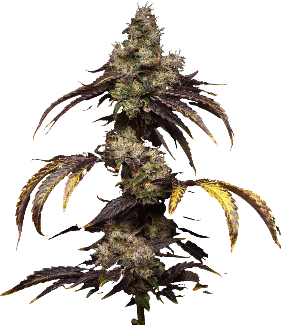 Lemon Cherry Diesel cannabis flower from High Desert Relief, at our Albuquerque, New Mexico dispensary