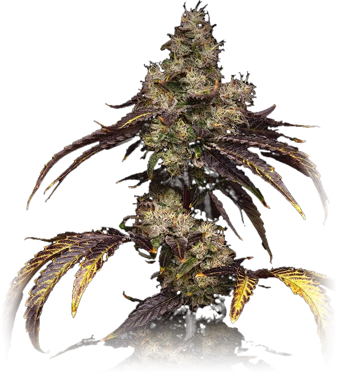 Lemon Cherry Diesel cannabis flower grown by High Desert Relief, New Mexico