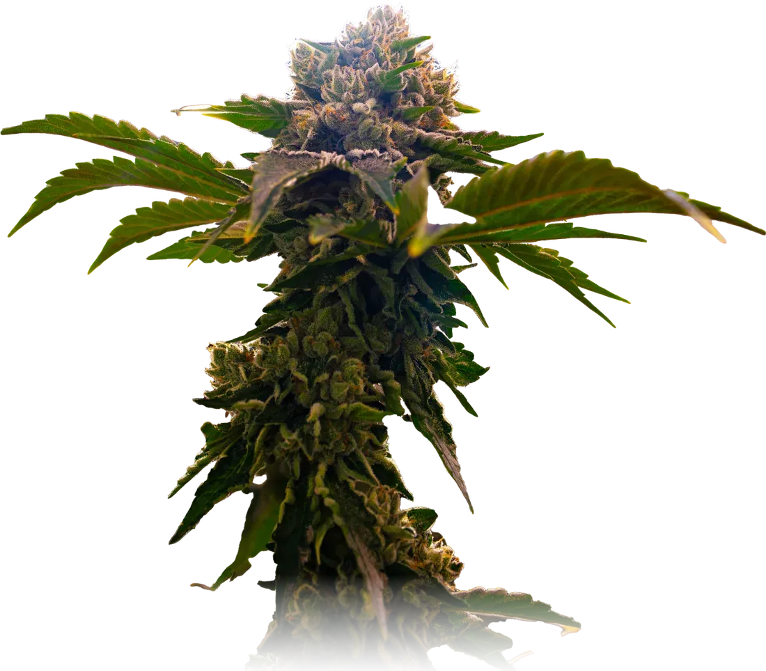 Louis XIII cannabis flower from High Desert Relief, at our Albuquerque, New Mexico dispensary