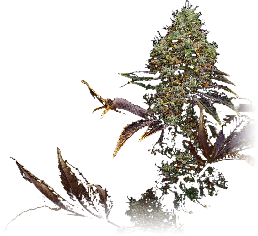 Louis XIII cannabis flower grown by High Desert Relief, New Mexico
