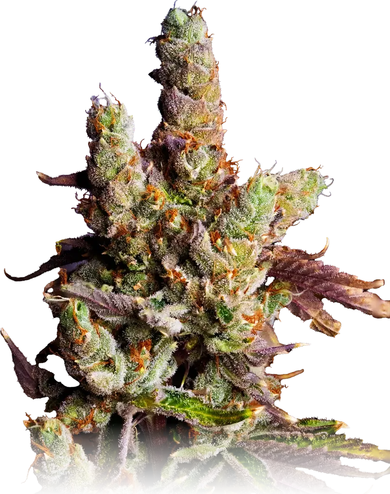 Orange Cookies cannabis flower from High Desert Relief, at our Albuquerque, New Mexico dispensary