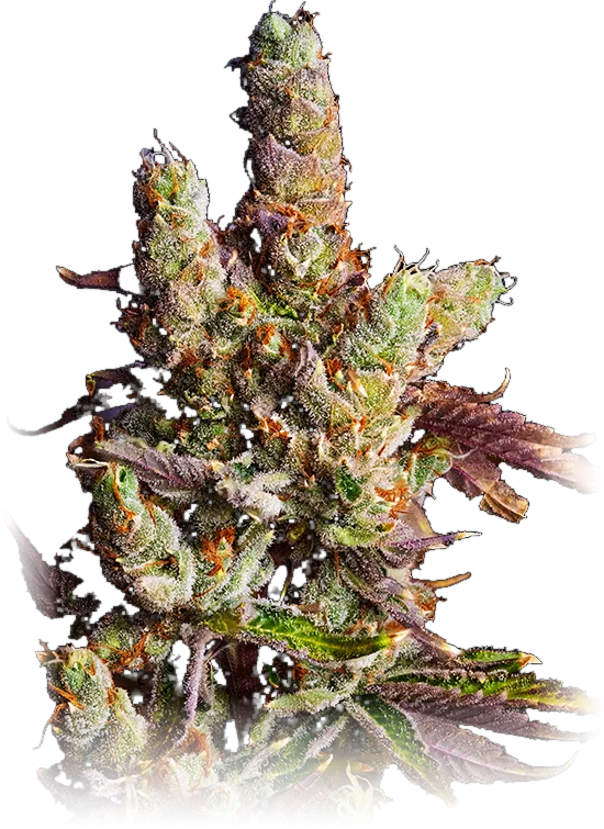 Orange Cookies cannabis flower grown by High Desert Relief, New Mexico