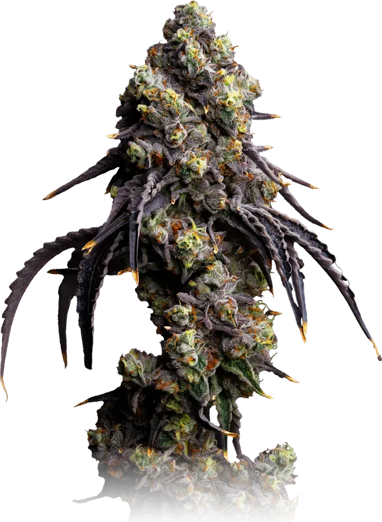 Permanent Marker cannabis flower from High Desert Relief, at our Albuquerque, New Mexico dispensary