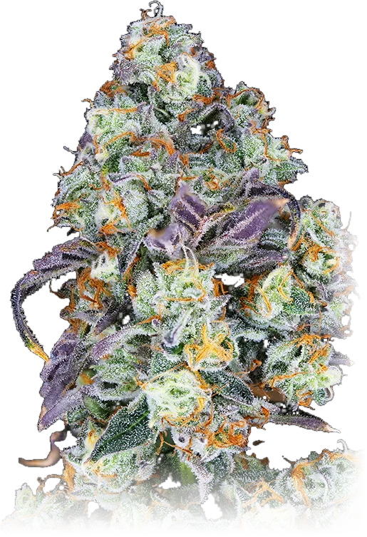 Permanent Marker cannabis flower grown by High Desert Relief, New Mexico