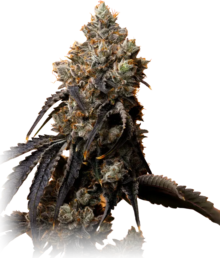 Pink Gasoline cannabis flower from High Desert Relief, at our Santa Fe, New Mexico dispensary