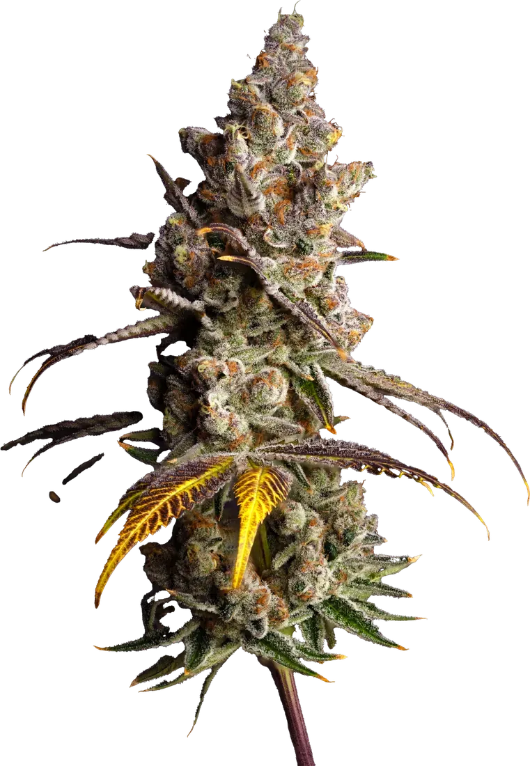 Saint Limón cannabis flower from High Desert Relief, at our Bernalillo, New Mexico dispensary