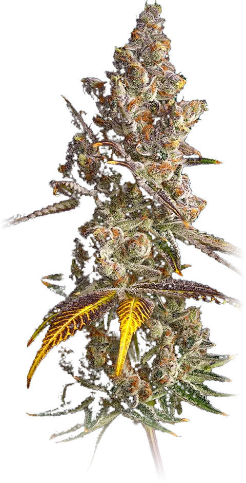 Saint Limón cannabis flower grown by High Desert Relief, New Mexico