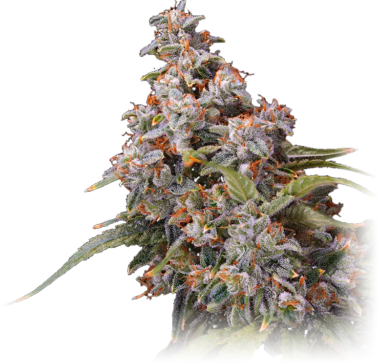 Skywalker OG Kush cannabis flower grown by High Desert Relief, New Mexico