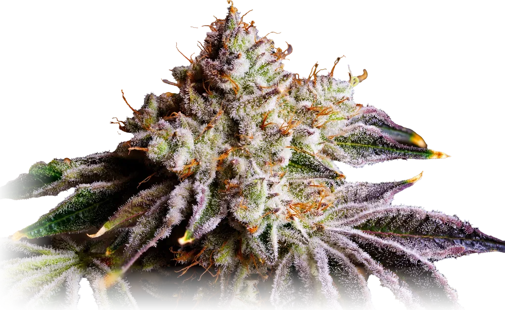 Slapz cannabis flower from High Desert Relief, at our Santa Fe, New Mexico dispensary
