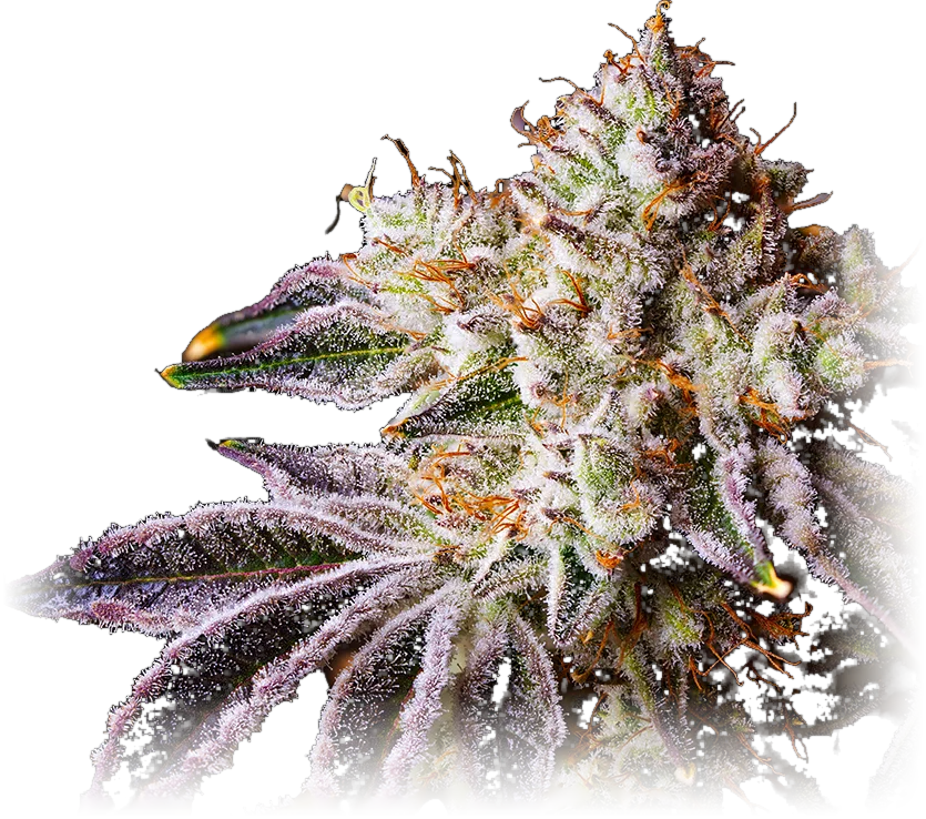 Slapz cannabis flower grown by High Desert Relief, New Mexico
