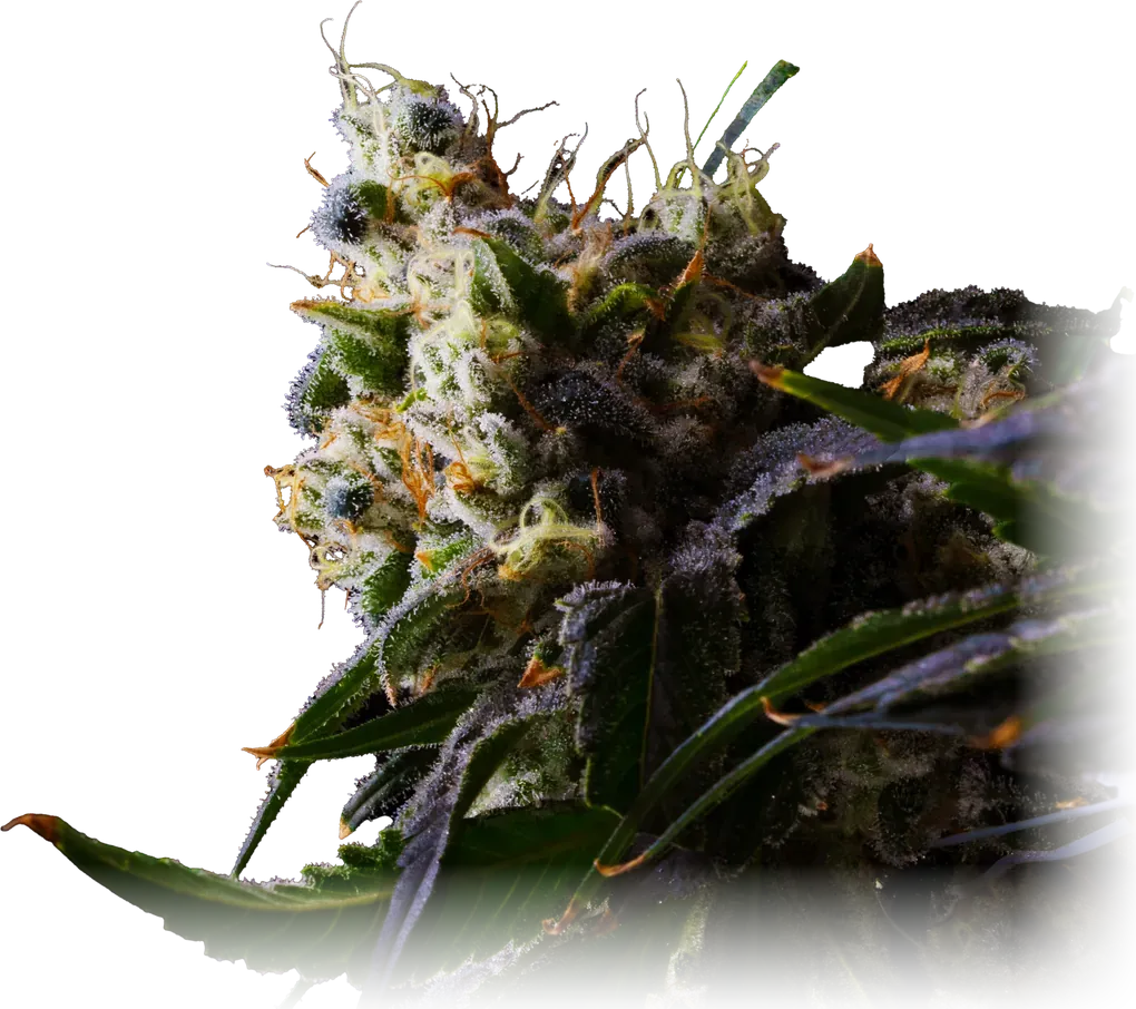 Sour Diesel x Kush Mints cannabis flower from High Desert Relief, at our Hobbs, New Mexico dispensary