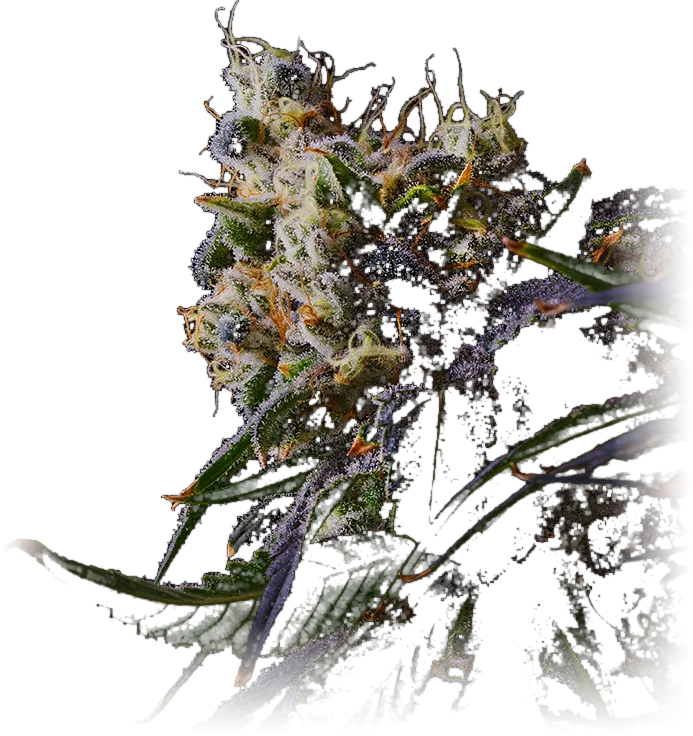 Sour Diesel x Kush Mints cannabis flower grown by High Desert Relief, New Mexico