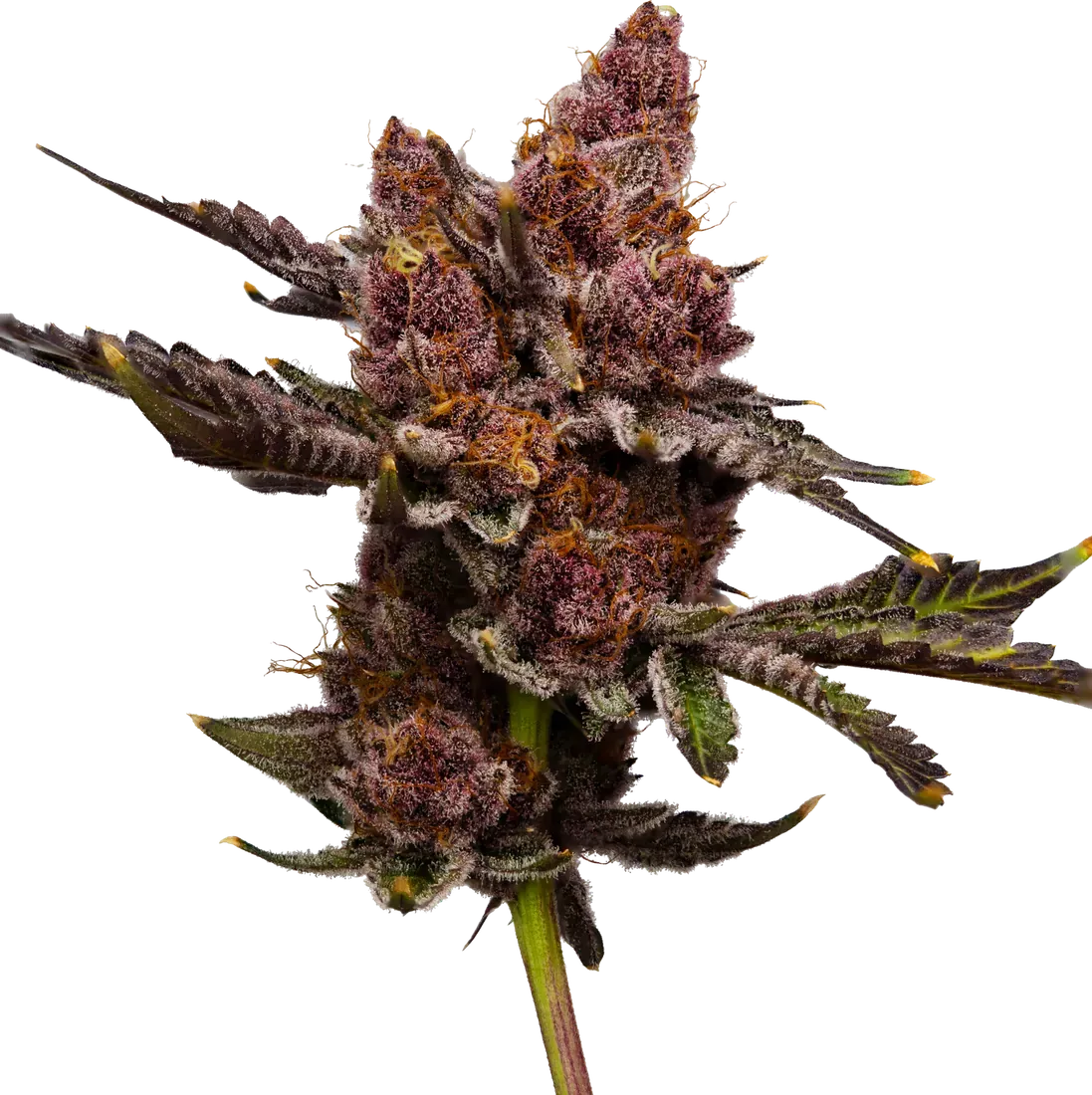 Tropicana Cherry #8 cannabis flower from High Desert Relief, at our Santa Fe, New Mexico dispensary
